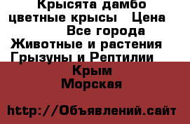 Крысята дамбо цветные крысы › Цена ­ 250 - Все города Животные и растения » Грызуны и Рептилии   . Крым,Морская